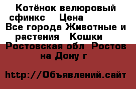 Котёнок велюровый сфинкс. › Цена ­ 15 000 - Все города Животные и растения » Кошки   . Ростовская обл.,Ростов-на-Дону г.